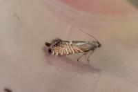 Glyphipterix thrasonella