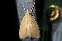 Sclerocona acutella