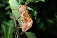 Autographa jota