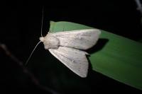 Leucania obsoleta