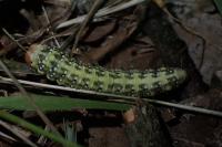 Polyploca ridens