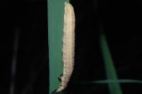 Mythimna straminea