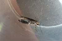 Monopis laevigella