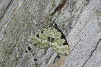 Colostygia pectinataria