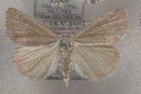 Acosmetia caliginosa