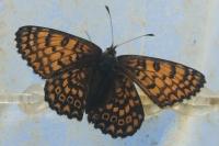 Melitaea cinxia