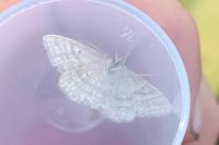 Idaea macilentaria