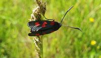 Zygaena trifolii