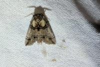 Drymonia velitaris