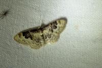 Idaea rusticata
