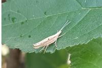 Ypsolopha nemorella