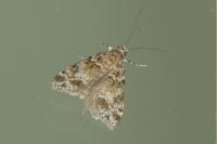 Eudonia mercurella