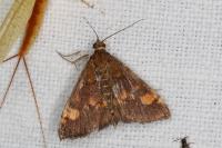 Pyrausta aurata