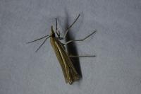 Ancylolomia tentaculella