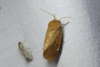 Cosmia affinis