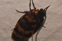 Oegoconia caradjai