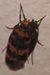 Oegoconia caradjai