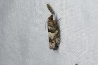 Notocelia trimaculana