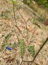 Papilio machaon