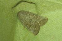 Hoplodrina ambigua