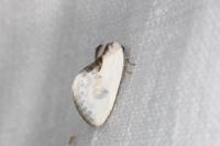 Cilix glaucata
