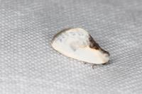 Cilix glaucata