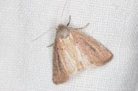 Coenobia rufa