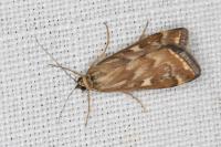 Loxostege sticticalis