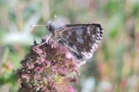 Pyrgus
