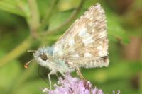 Pyrgus armoricanus