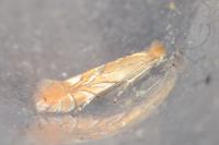 Phyllonorycter quercifoliella