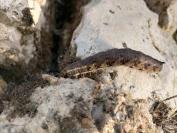 Agrius convolvuli