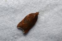 Acleris rhombana
