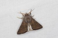 Aporophyla lueneburgensis