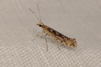 Plutella xylostella