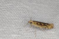 Plutella xylostella