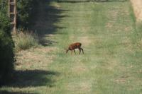 Capreolus capreolus