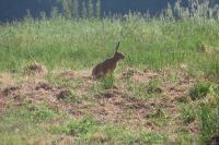 Lepus europaeus