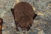Myotis daubentonii