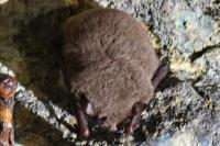 Myotis daubentonii