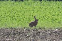 Lepus europaeus