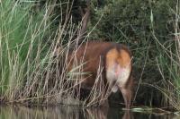 Cervus elaphus