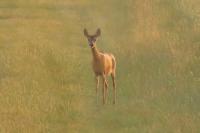 Capreolus capreolus
