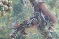 Sciurus vulgaris