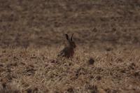 Lepus europaeus