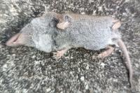 Crocidura russula
