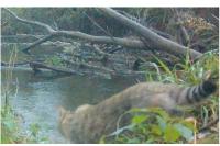 Felis silvestris