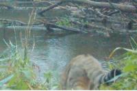 Felis silvestris