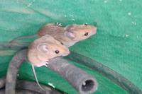 Apodemus sylvaticus