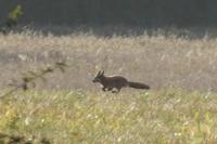 Vulpes vulpes